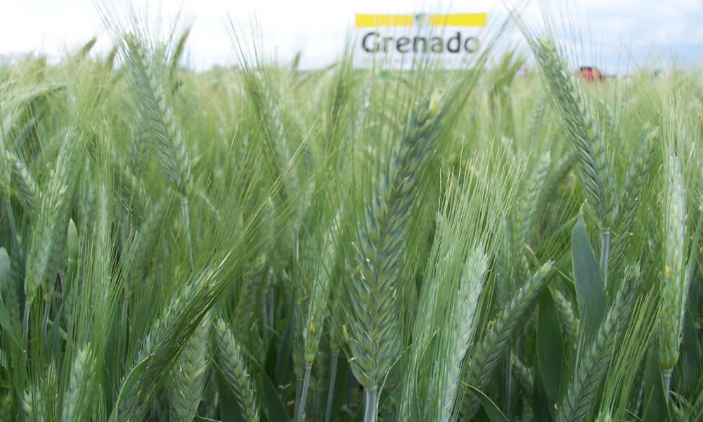 šlechtění ozimé žitné pšenice triticale ječmen oves hrách polní fazole vikve lucerny trávy