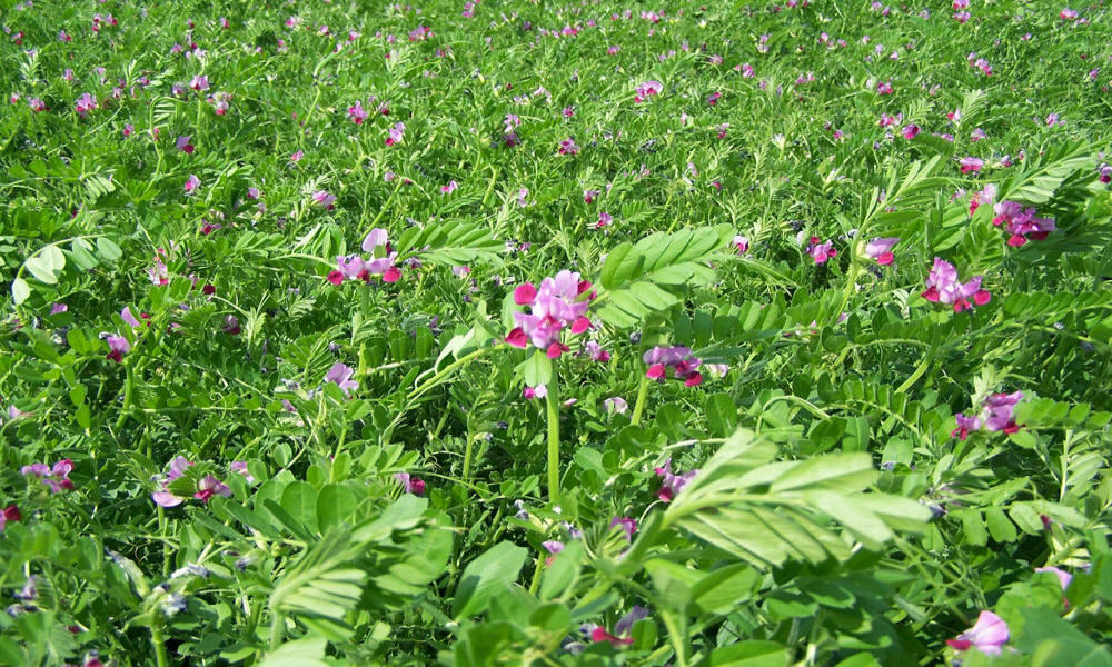 šlechtění ozimé žitné pšenice triticale ječmen oves hrách polní fazole vikve lucerny trávy