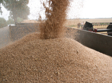 šlechtění ozimé žitné pšenice triticale ječmen oves hrách polní fazole vikve lucerny trávy