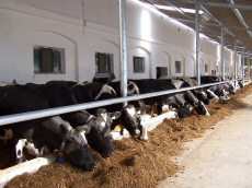 šlechtění ozimé žitné pšenice triticale ječmen oves hrách polní fazole vikve lucerny trávy